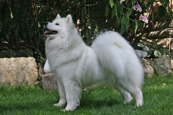 Samoyed